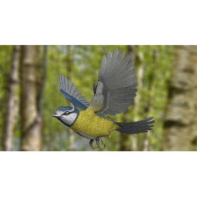 3D Eurasian Blue Tit RIgged model